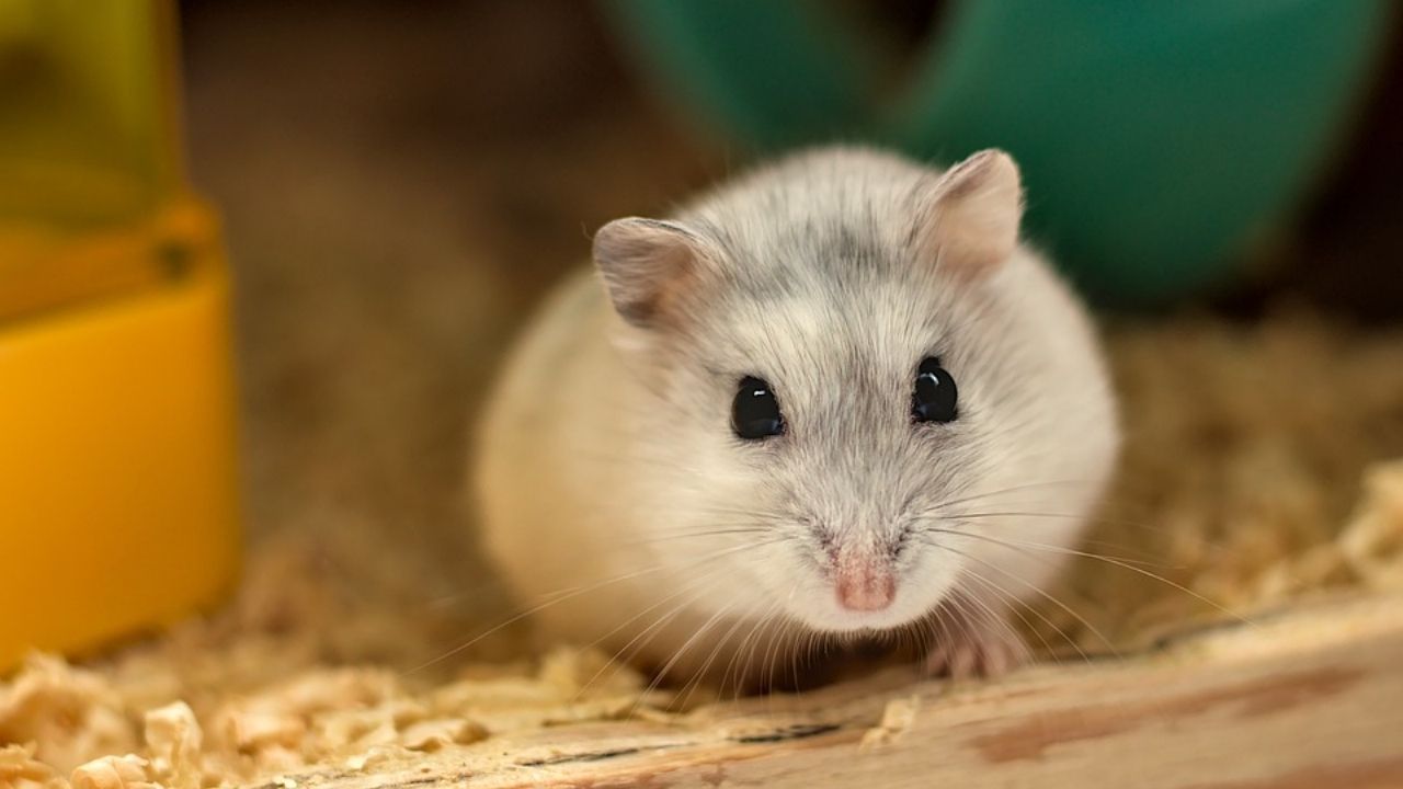 Hamsters serão abatidos em Hong Kong