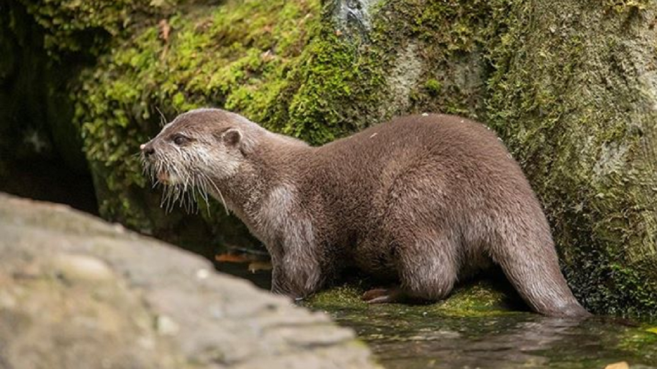 O match de Harris: lontra solitária encontra fêmea em perfil de namoro