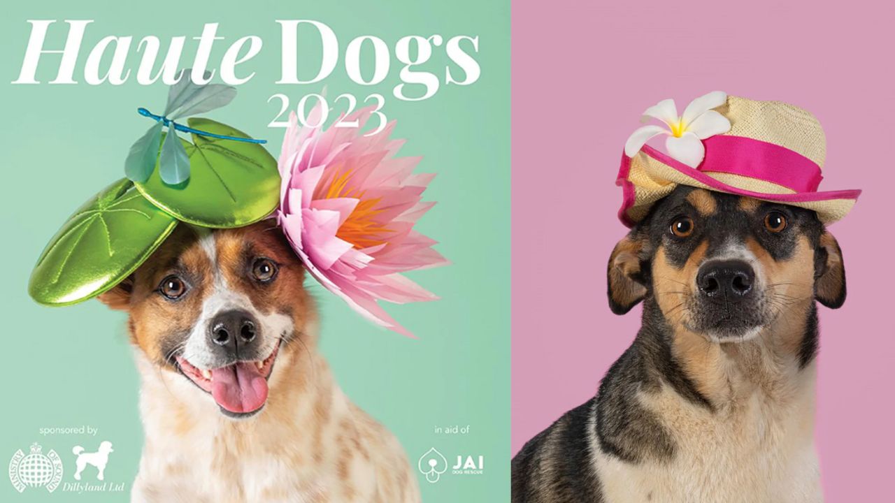 Projeto veste cachorros resgatados com chapéus de alta costura