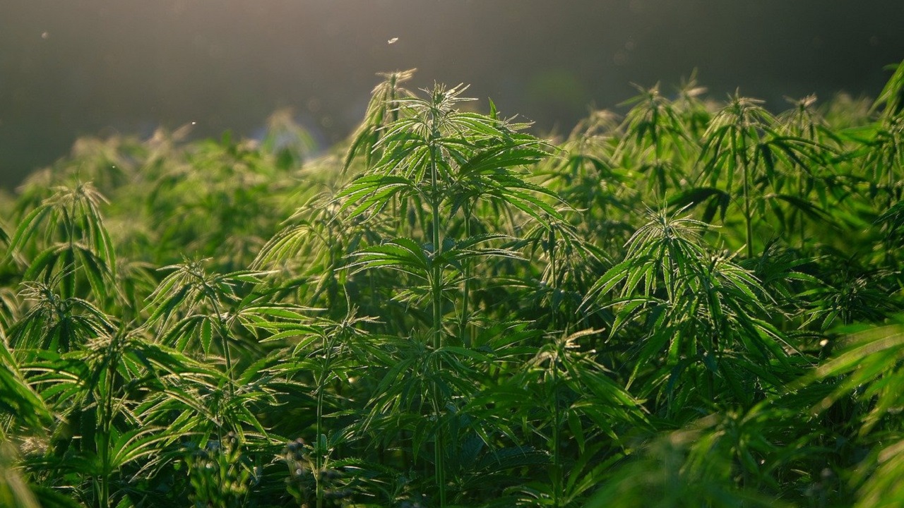 Idoso é preso após polícia descobrir plantação de maconha em residência