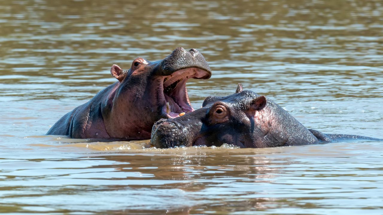 Acidente em que hipopótamo virou barco causou pelo menos 7 mortes no Malawi