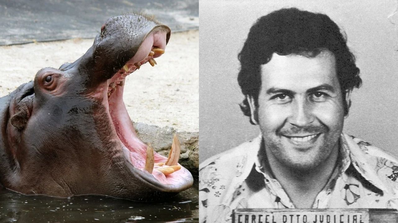 Futuro dos hipopótamos de Escobar na Colômbia será determinado