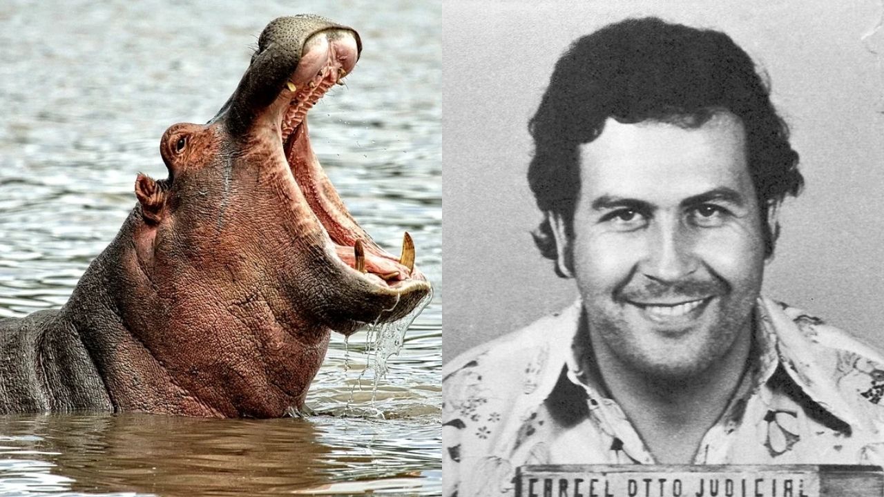 Tribunal americano define que hipopótamos de Pablo Escobar também são ‘pessoas’