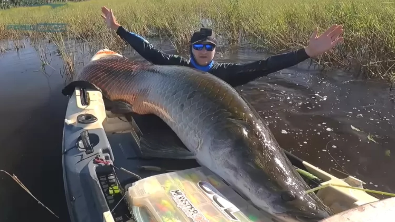 Peixe gigante: pescador captura pirarucu de 2,5 m na Amazônia