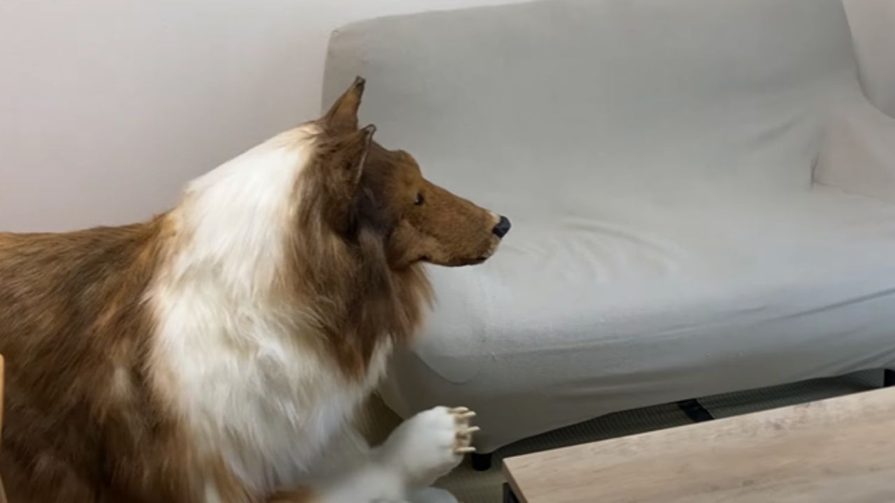 Japonês que comprou fantasia de border collie diz que família o aceita