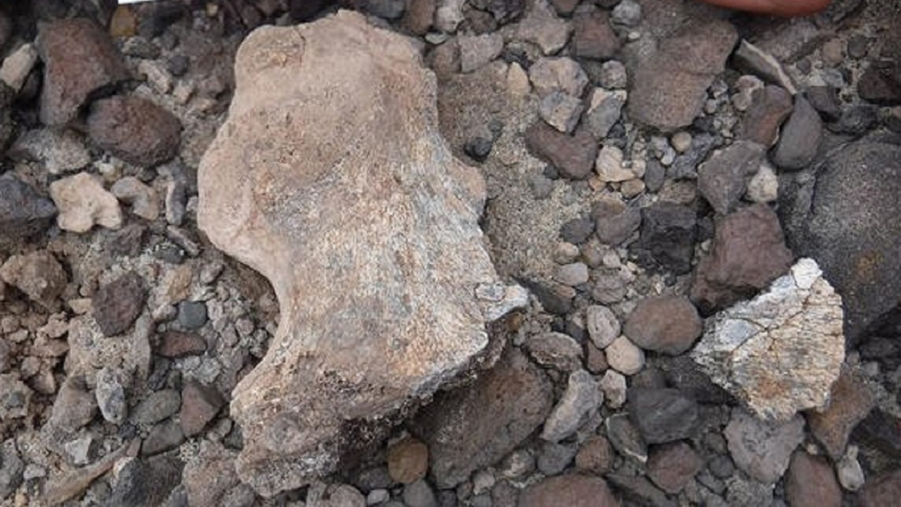1,9 milhão de anos: Estudo confirma idade do segundo homo erectus mais antigo do mundo