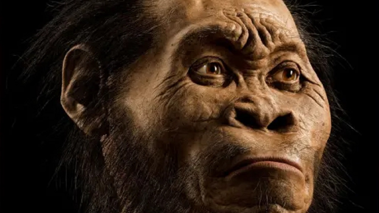 Espécie primitiva com cérebro minúsculo desafia o que se sabe sobre a evolução humana