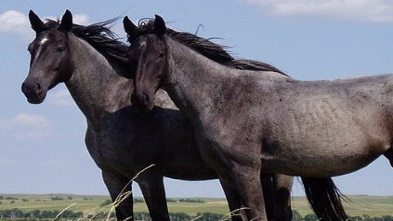 Estudo genético oferece novas teorias sobre a domesticação de cavalos na antiguidade