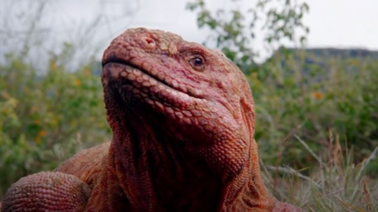 Ninhos de Iguana-rosa, ameaçada de extinção, são encontrados pela 1ª vez na história