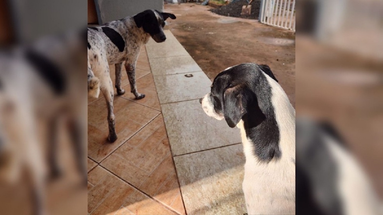 Dupla identidade: Cão resgatado engana família no MS