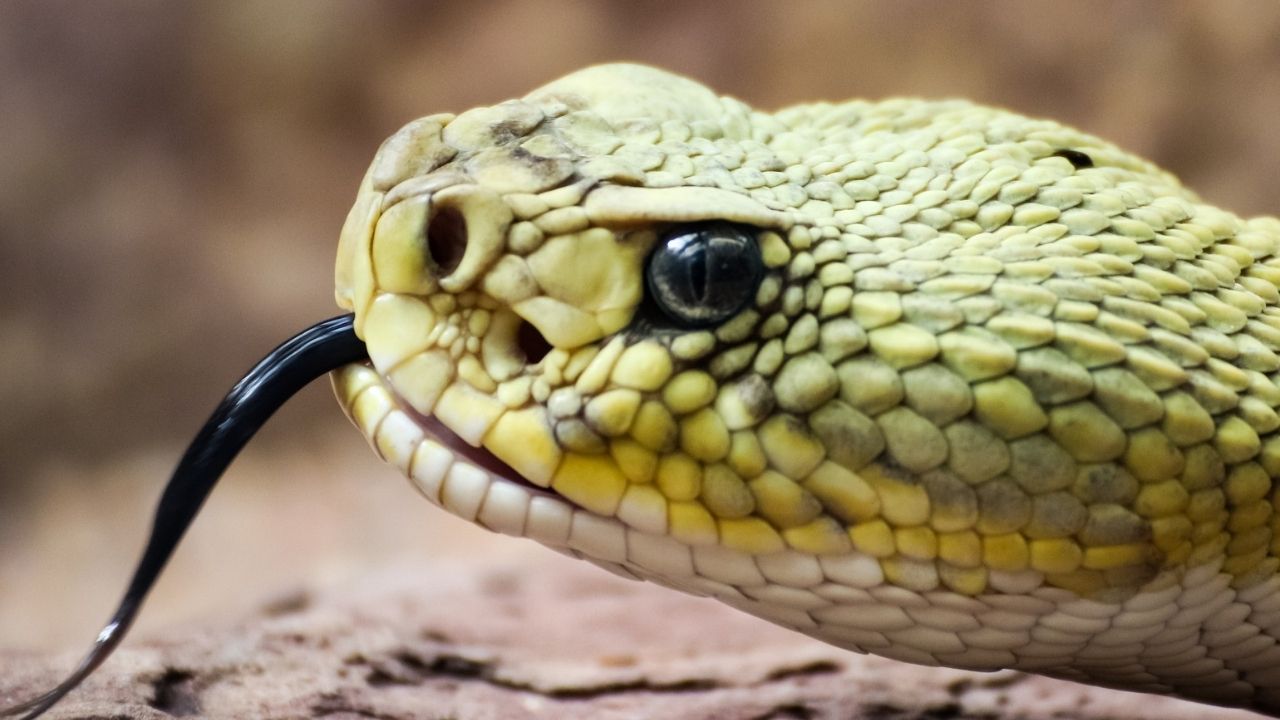 Indiano que soltou cobra na cama da esposa para matá-la é condenado à prisão perpétua dupla