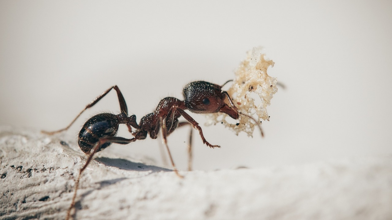 Entomofagia: conheça a nova tendência que está dominando os restaurantes de Tóquio