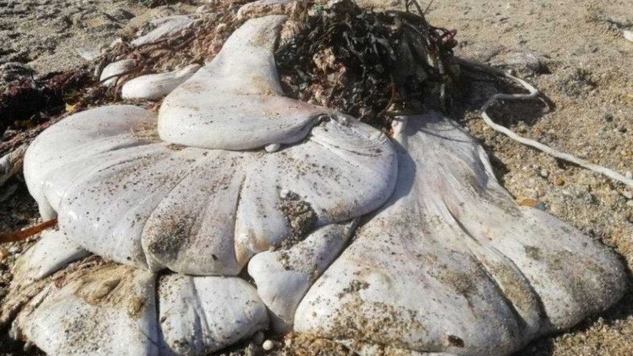Amontoado gelatinoso encontrado na costa sul da Inglaterra intriga especialista