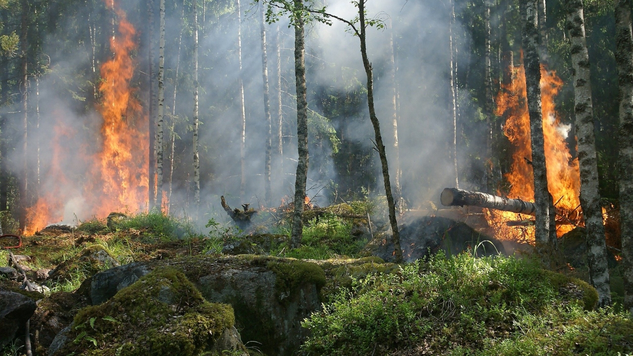 Mais de 400 focos em um dia: Rússia enfrenta intensos incêndios florestais