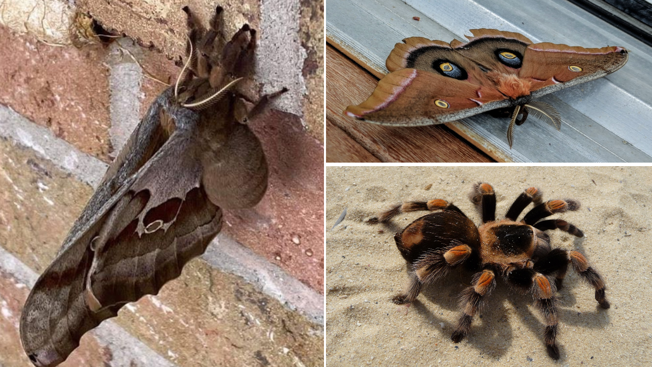 Inseto que parece uma aranha com asas viraliza na internet
