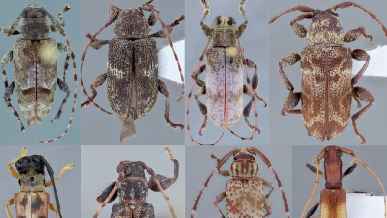 Cientistas brasileiros descobrem oito novas espécies de besouros no Espírito Santo
