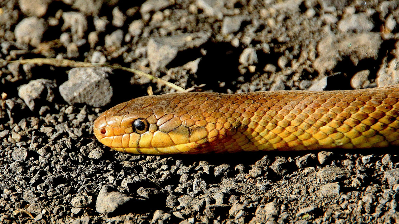 Povos antigos do Israel tinham cobras e lagartos como parte de sua alimentação, revela estudo