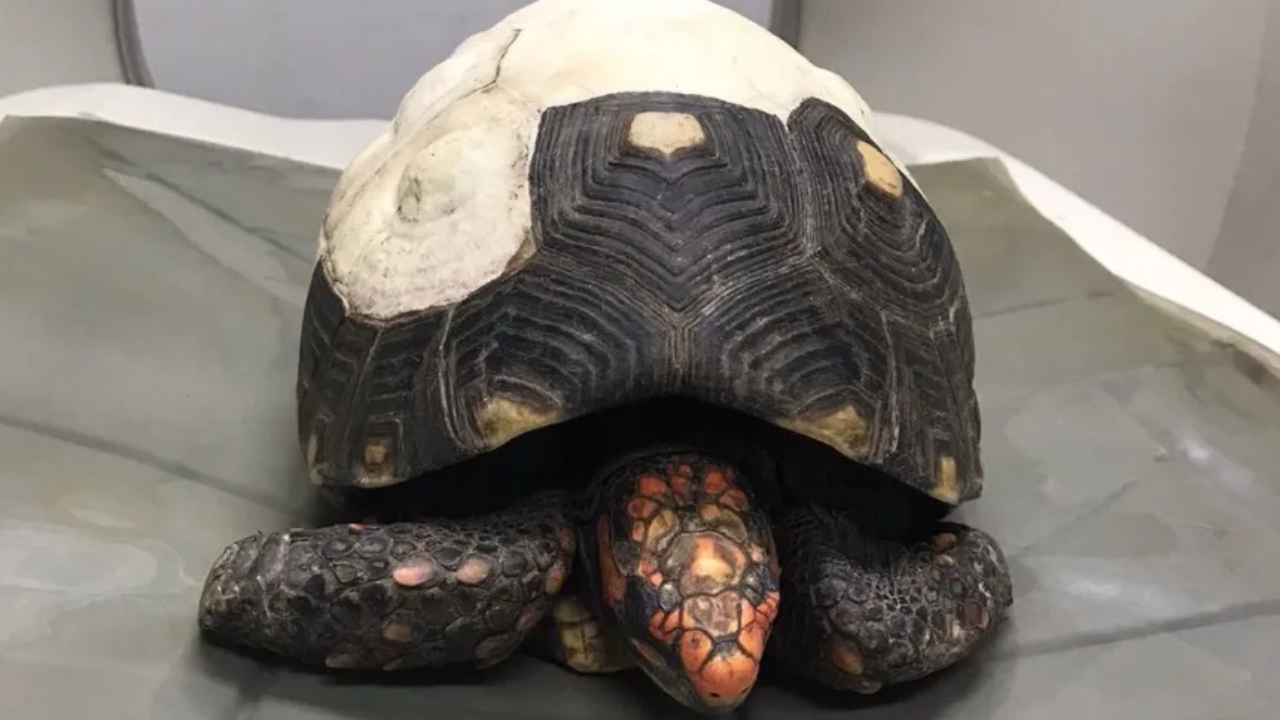 Jabuti atingido por incêndio ganha novo casco produzido em impressora 3D