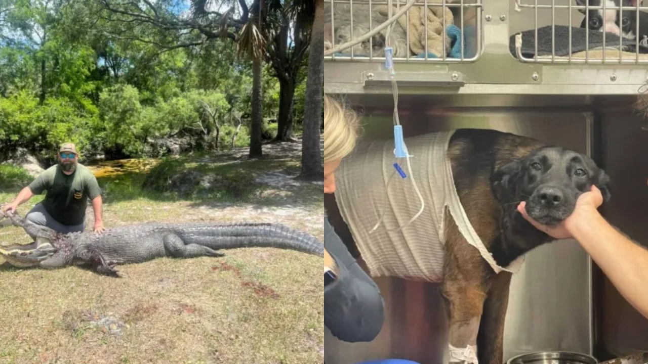 Homem tem atitude inesperada com jacaré para salvar cachorro de estimação