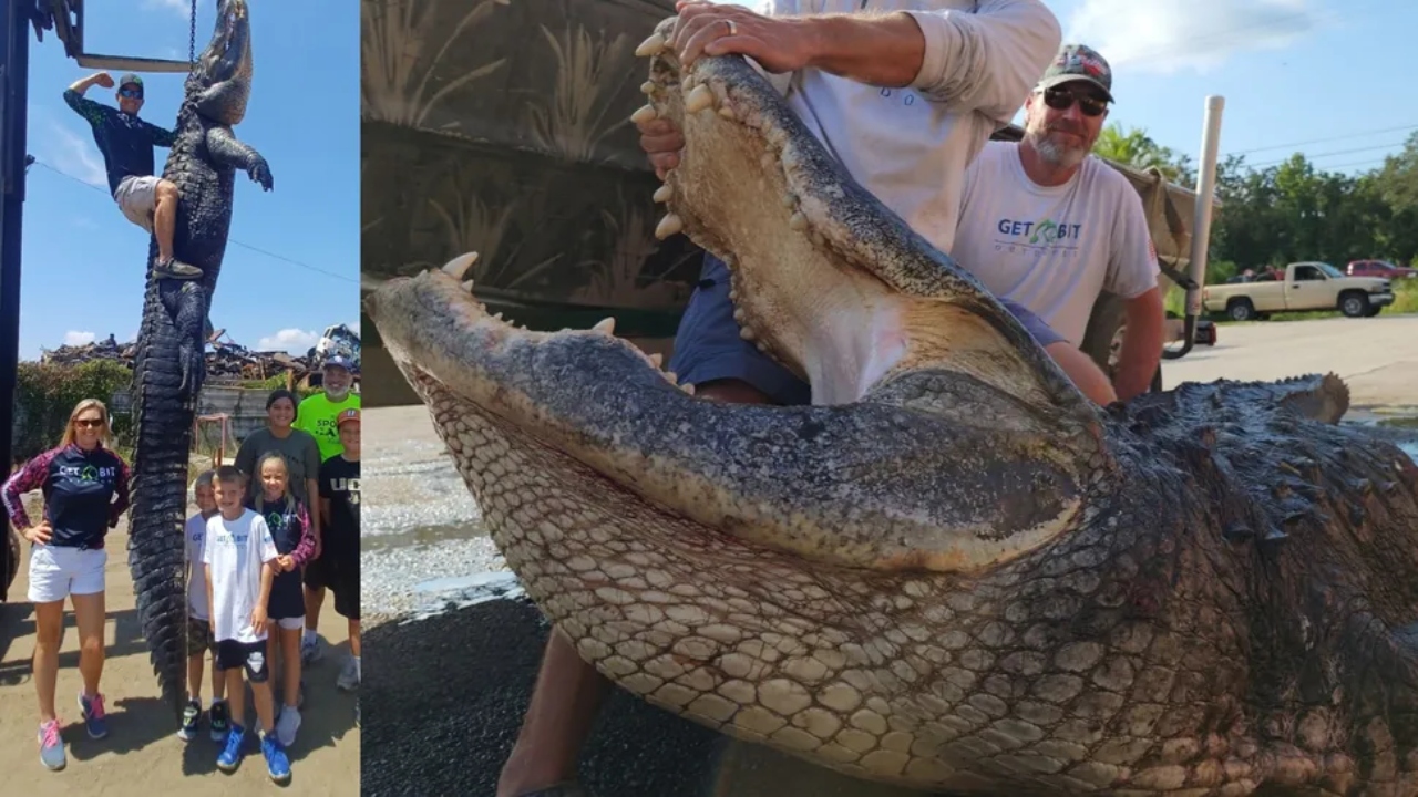 Com mais de 400 quilos, crocodilo que pode ter 90 anos foi capturado na Flórida