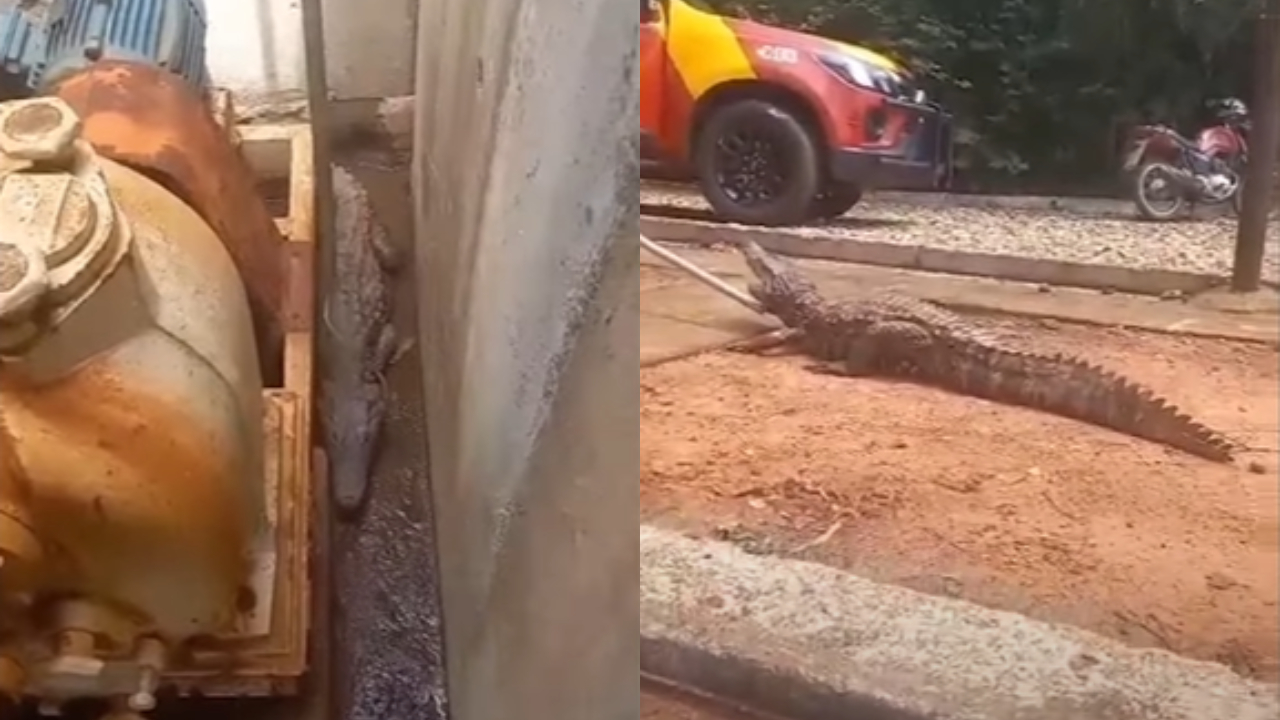 Jacaré é encontrado e resgatado em estação de tratamento de esgoto em Goiás
