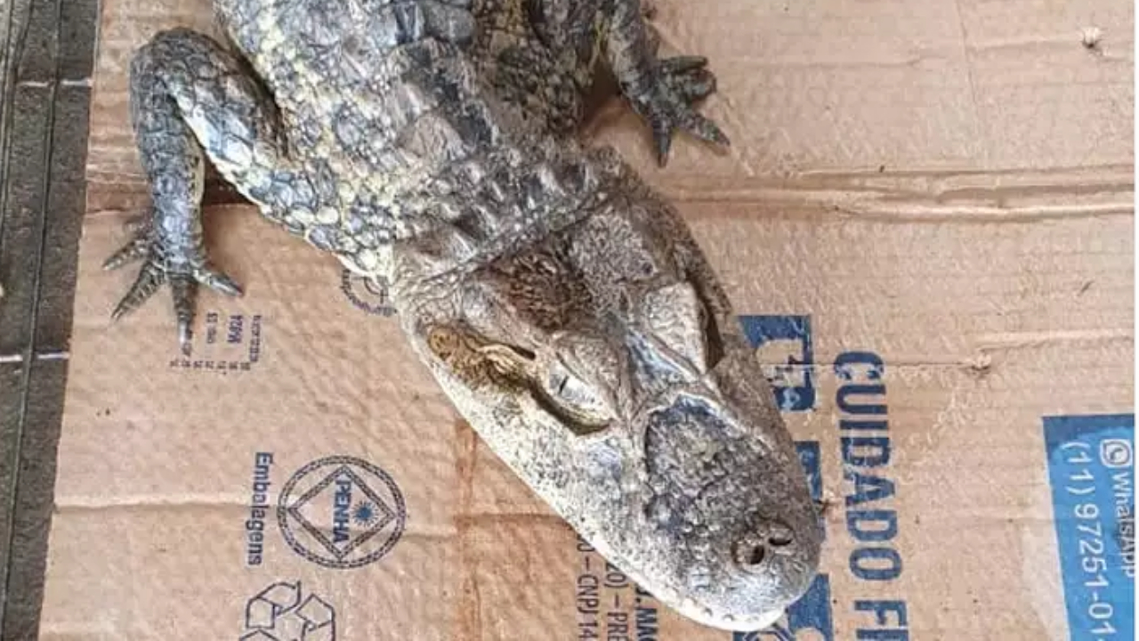 Em Goiás, homem é preso por manter jacaré em sua fazenda