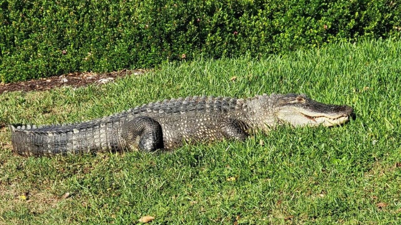 Período de acasalamento: Jacarés tomam as ruas da Flórida