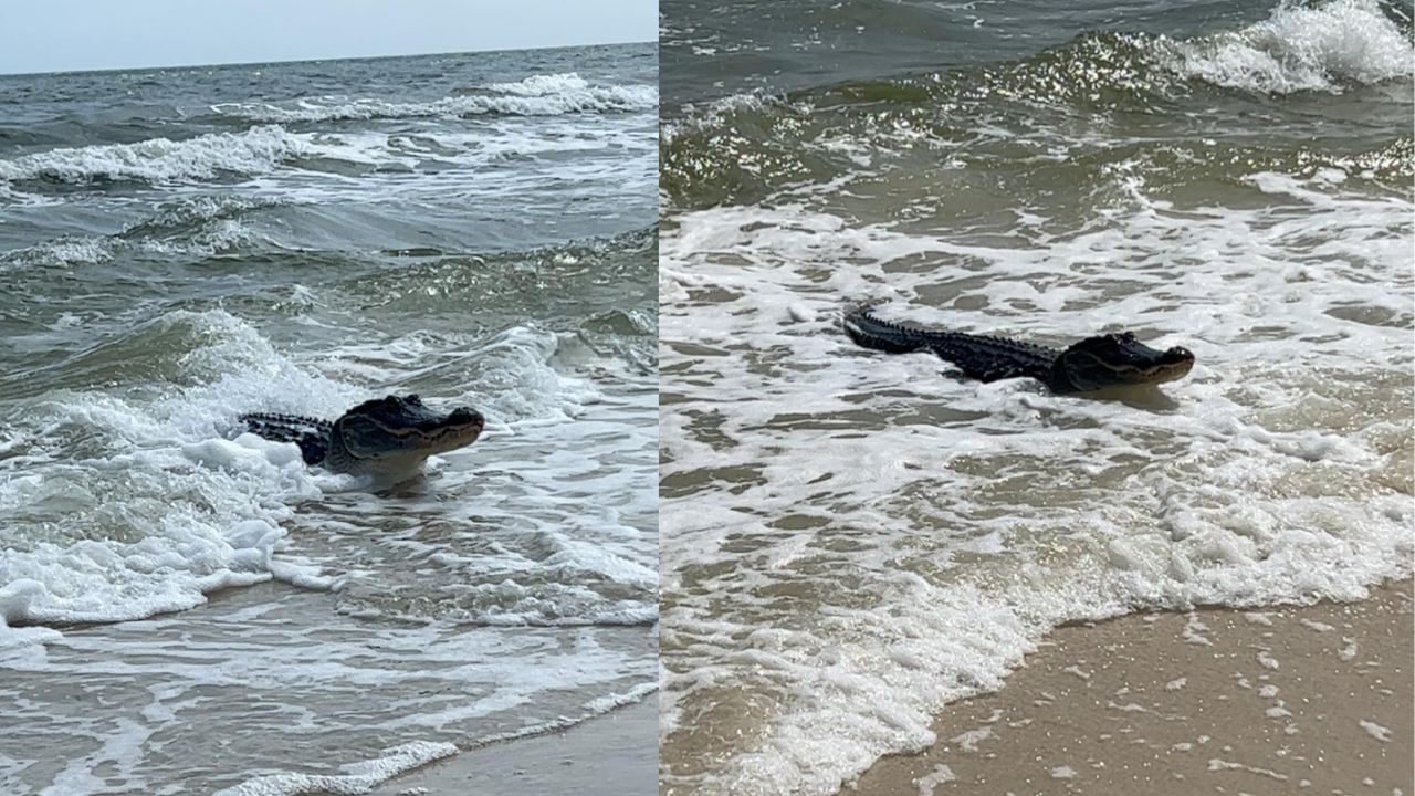 Jacaré é filmado se banhando em praia dos EUA