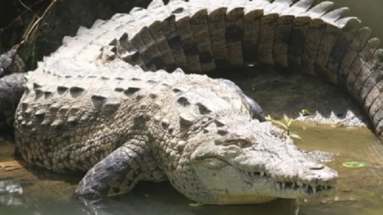 Na Costa Rica, crocodilo fêmea ‘virgem’ que vive isolada há 16 anos bota 14 ovos