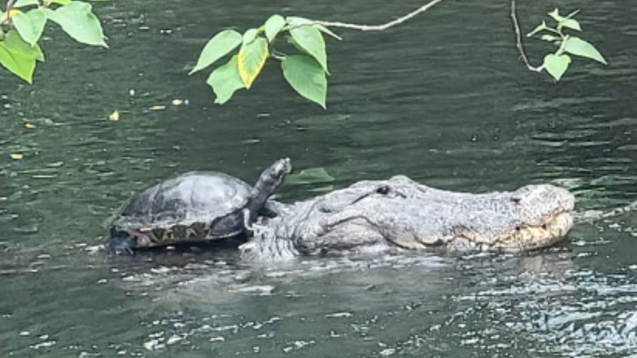 EUA: Foto de tartaruga ‘pegando carona’ nas costas de crocodilo chama atenção nas redes