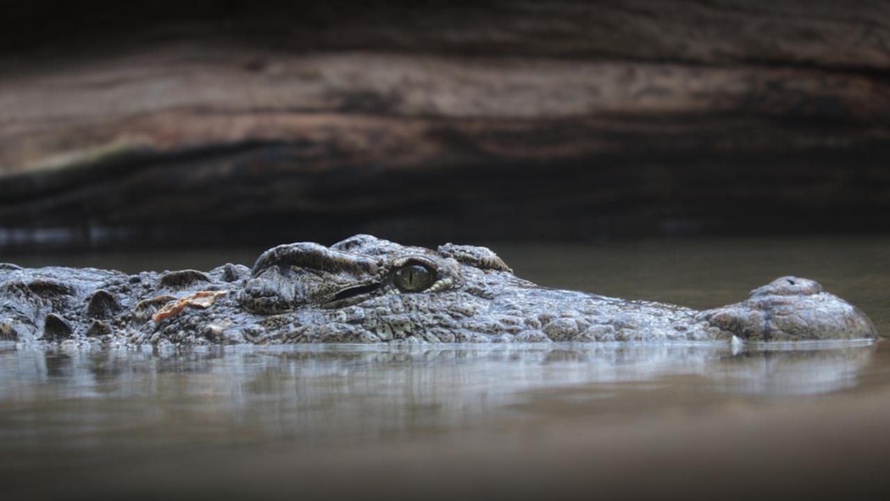 Homem tem pé arrancado por jacaré enquanto pescava, no Amazonas