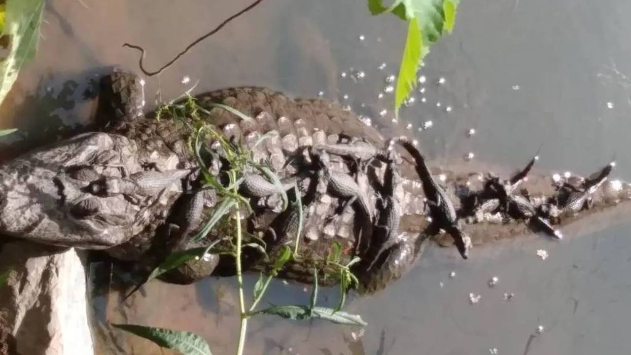 Jacaré surpreende mineiros ao nadar com 11 filhotes nas costas em lagoa