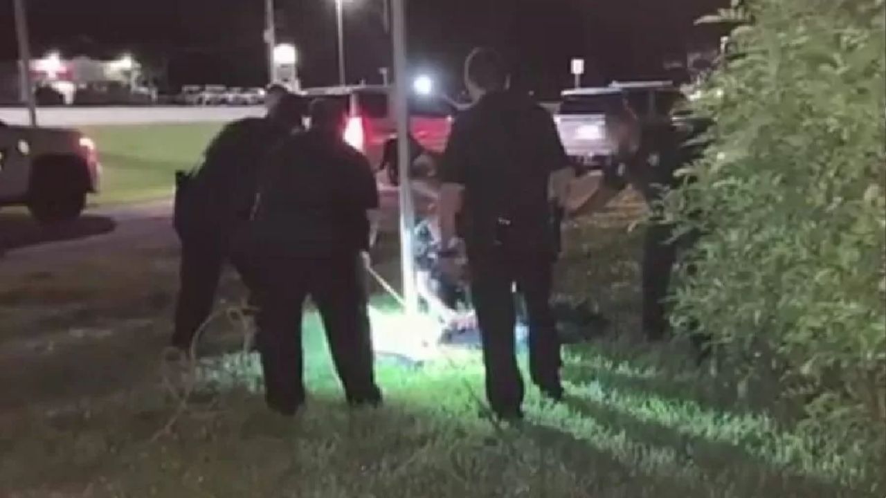Nos EUA, homem confunde jacaré com cachorro