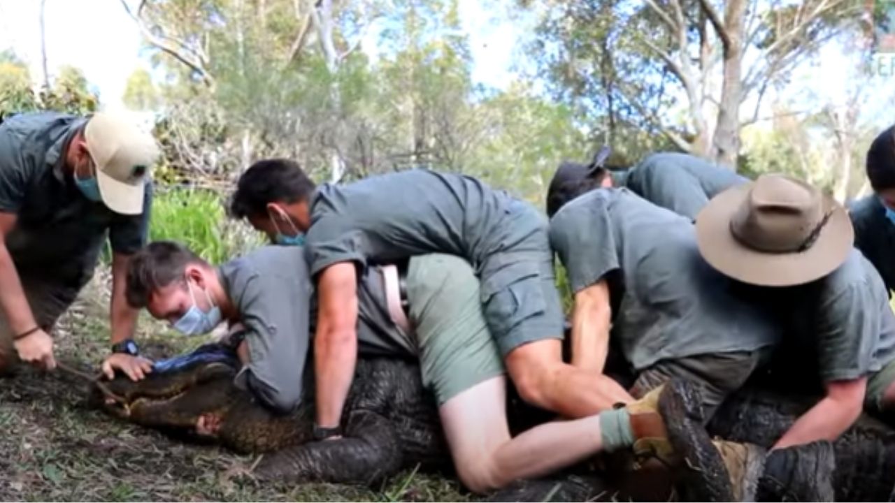 Conhecido como ‘Kanye West’, jacaré ‘viciado em sexo’ é colocado em isolamento