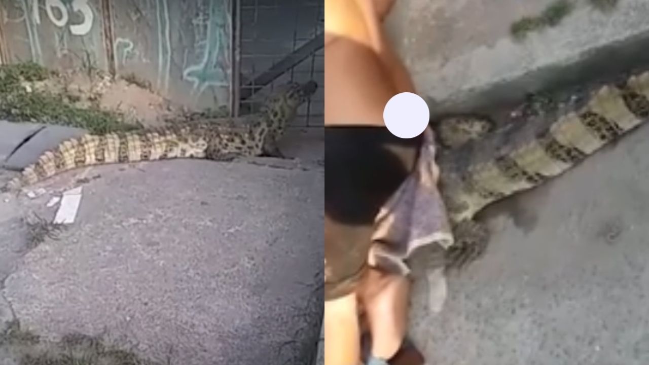 Homem captura jacaré sentando em cima do animal e cobrindo boca com toalha: ‘Tentou me atacar duas vezes’