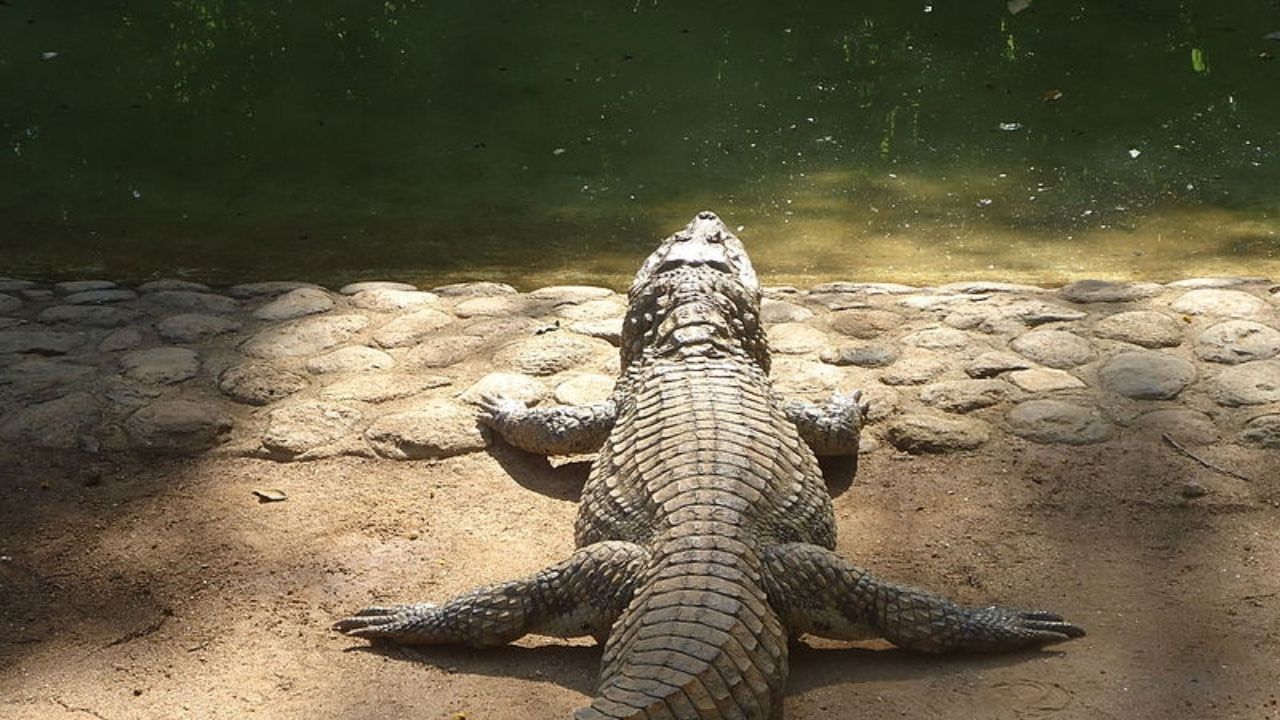 Um jacaré no Rio Tietê: A turbulenta saga de ‘Teimoso’