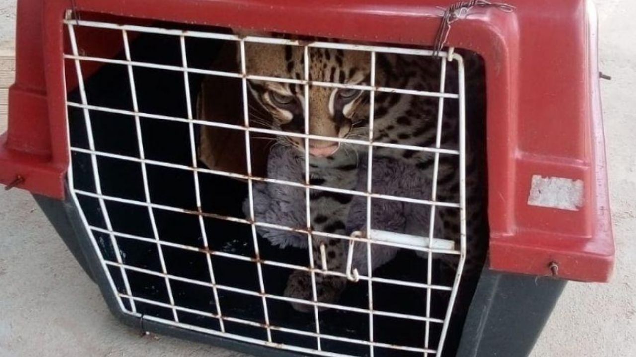 Mulher se confunde e cria jaguatirica que pensava ser um gato