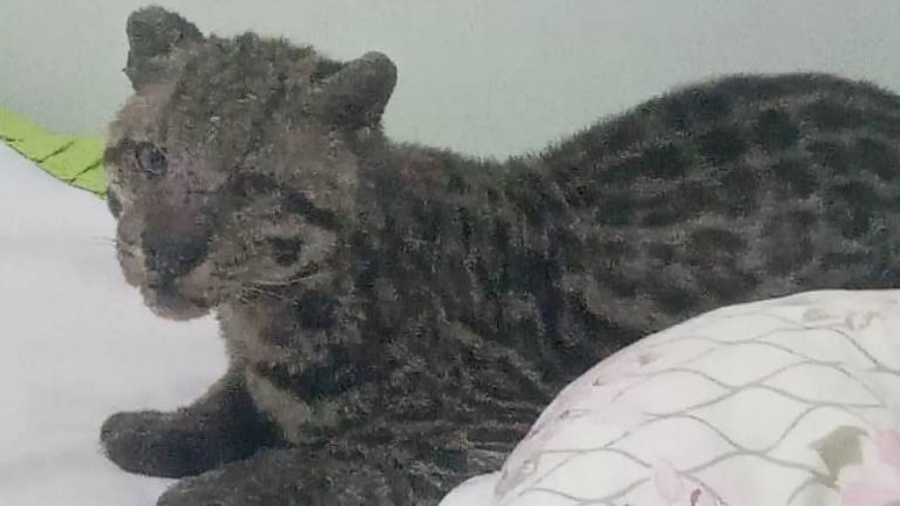 Jaguatirica deita em cama de casa e assusta moradores no interior do Mato Grosso do Sul