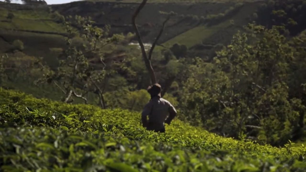 Governo jamaicano defende produção de maconha em campanha
