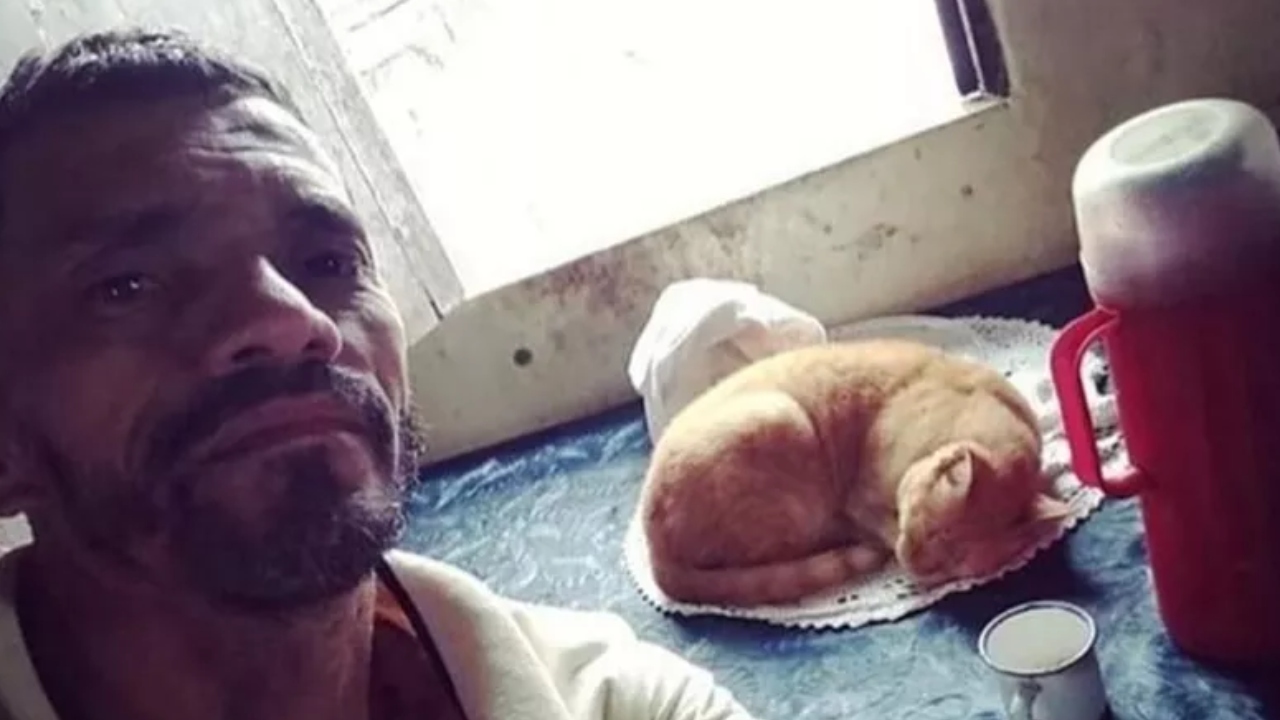 Internautas se comovem com morte de Januário, gato que virou meme: ‘Foi muito amado’