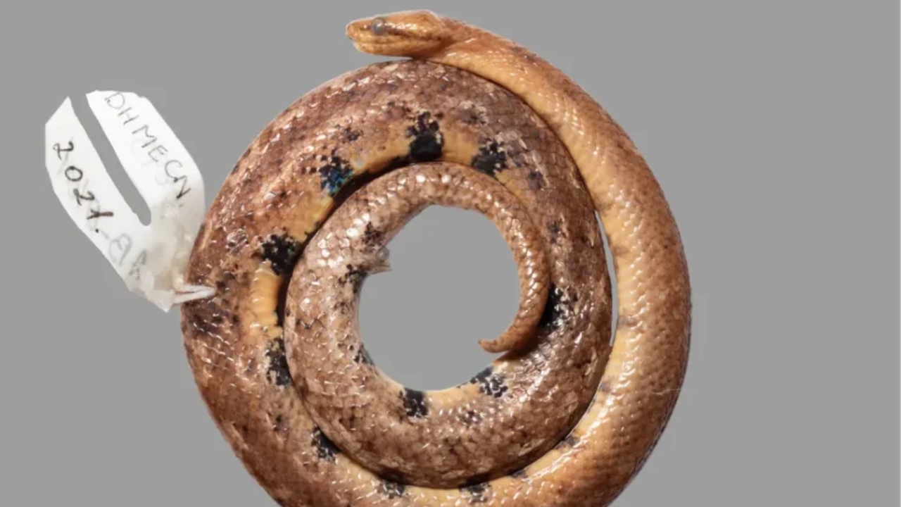 Nova espécie de jiboia-anã é descoberta na Amazônia: ‘Relíquia do mundo animal’