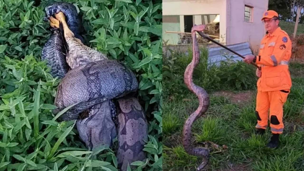 Após engolir frango, jiboia é capturada em Minas Gerais