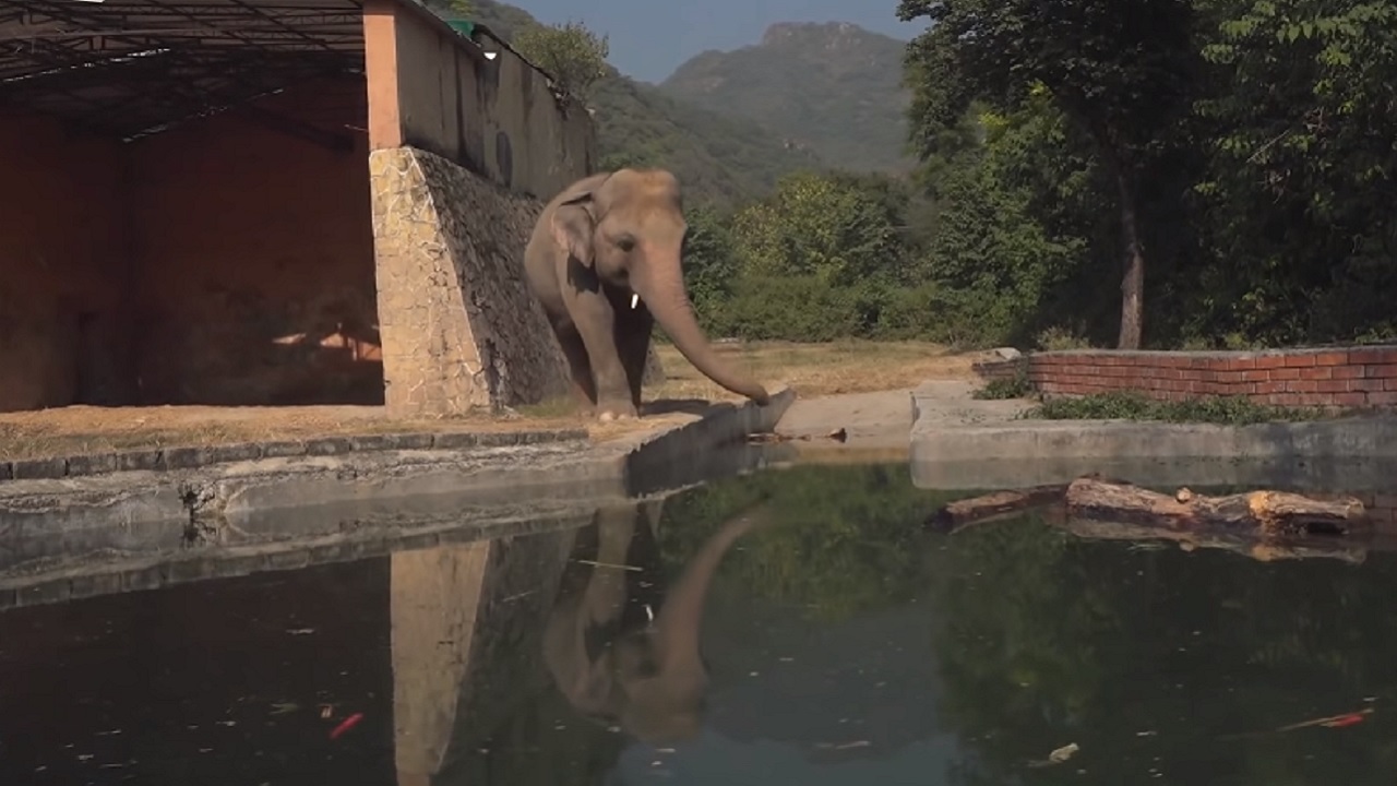 “O elefante mais solitário do mundo” é transferido para santuário no Camboja