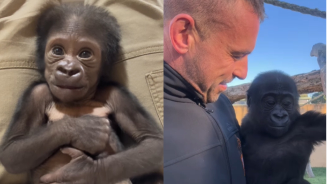 Abandonado, bebê gorila se recupera e conhece mãe adotiva