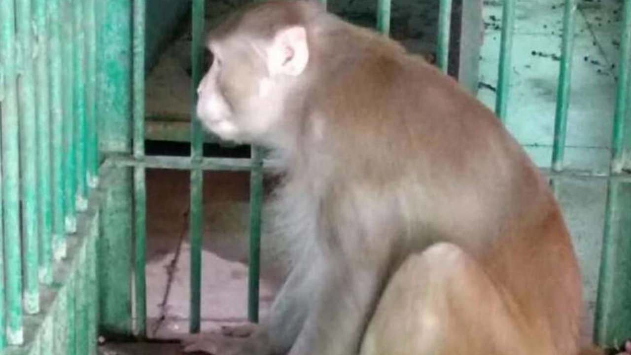 Macaco é ‘condenado’ a cativeiro após atacar mais de 250 pessoas
