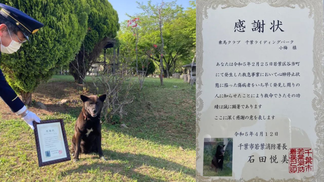 Cadela vira-lata salva vida de homem tendo ataque cardíaco no Japão