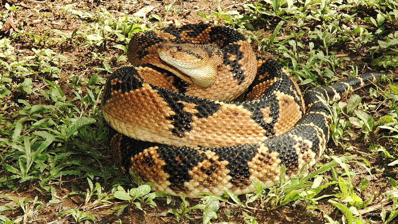 Homem é picado pela maior serpente das Américas e só é socorrido após quatro dias