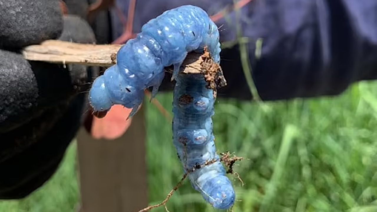 Rara lagarta azul é encontrada no quintal de australiano