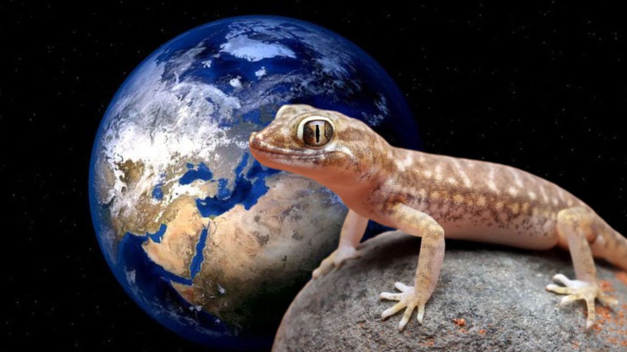 Reprodução em gravidade zero: O experimento que enviou lagartixas ao espaço