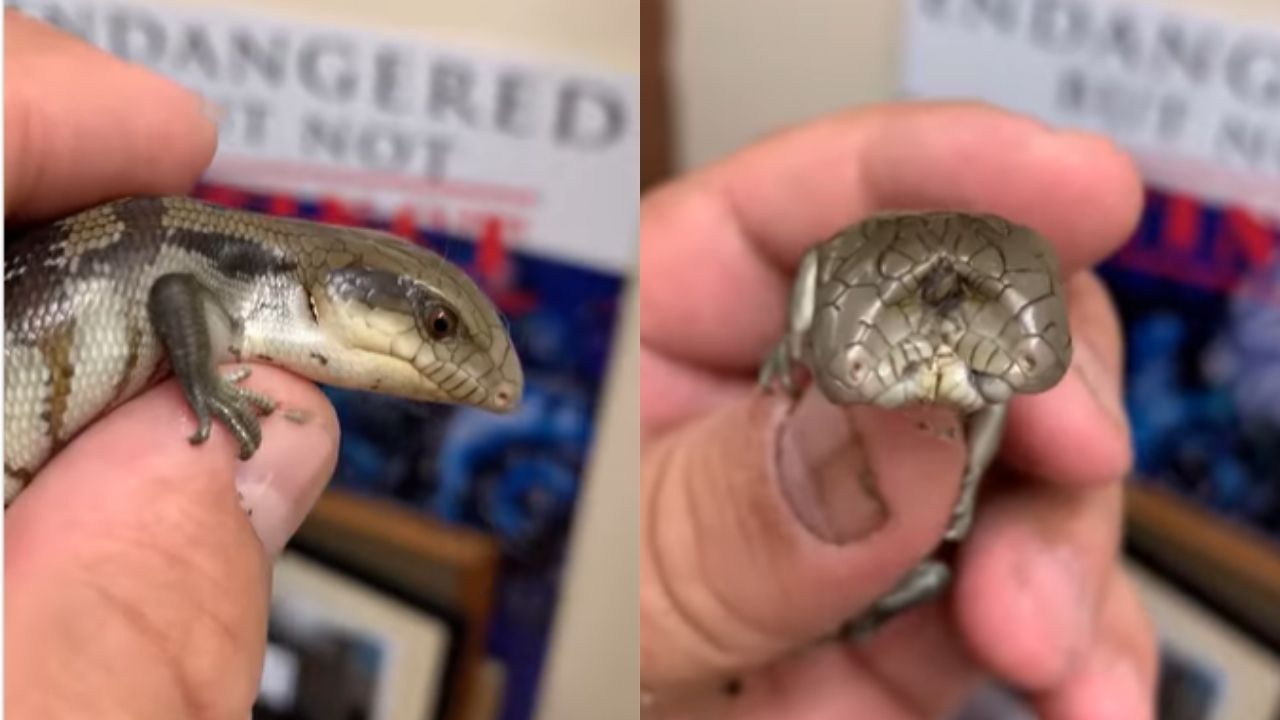 Lagarto com duas cabeças nasce na Califórnia, veja o vídeo!
